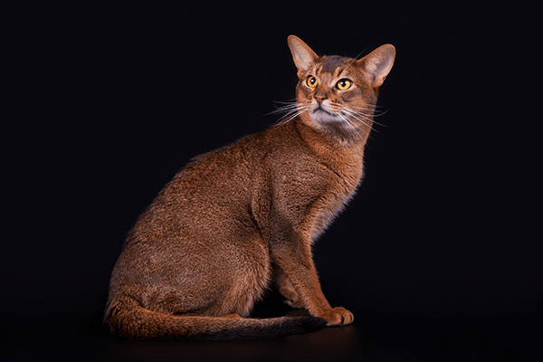 Abyssinian cat - breed specification
