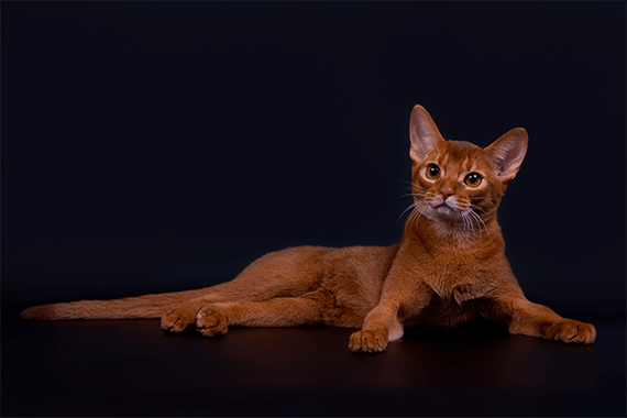 Abyssinian Cat