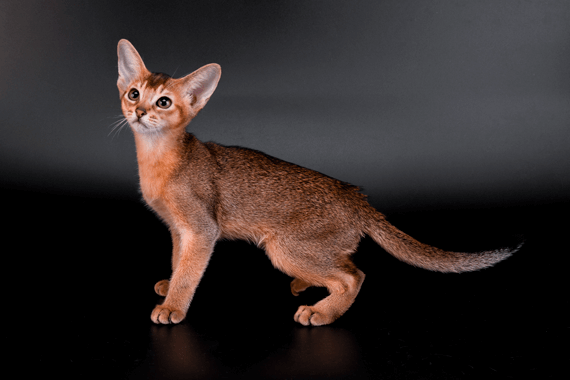 Chausie cat for sale best sale near me