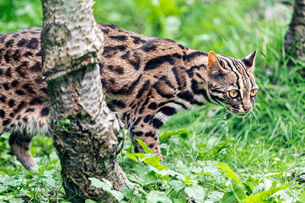 The history of the creation of the Bengal breed