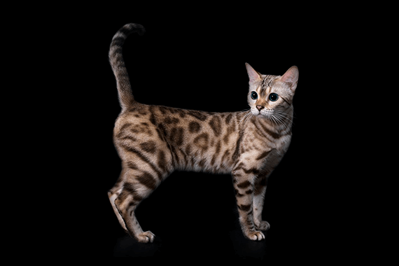 Bengal Cat Color Mink