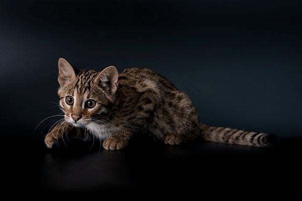 Variety — Pet Bengals