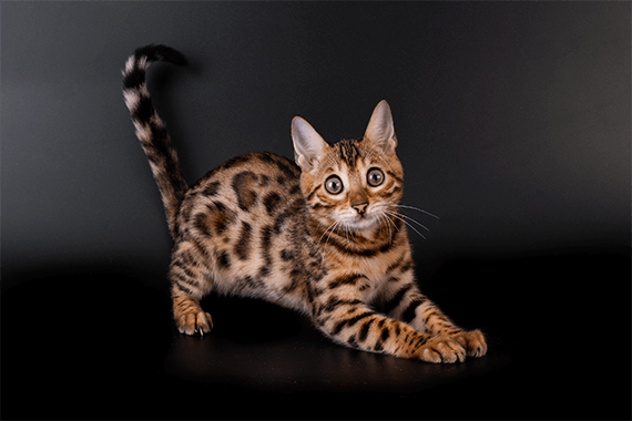 Bengal Kitten