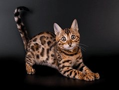 Bengal