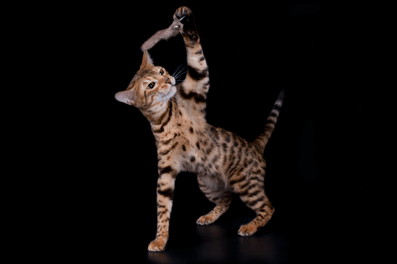 Bengal Kitten