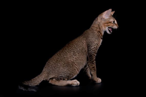 Kitten Chausie F3