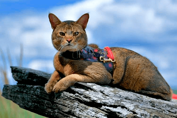 Chausie in a collar