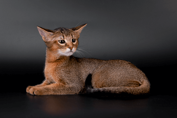 Buy a Bengal, Abyssinian, Chausie and 