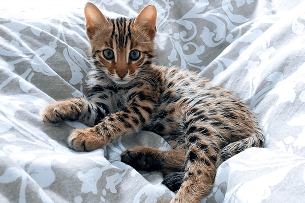 Fuzzies in Bengal cats