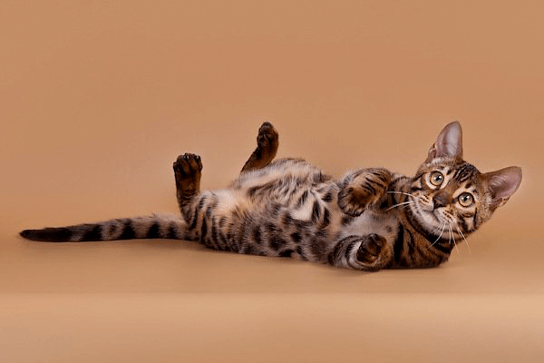 Bengal Cat breed specification