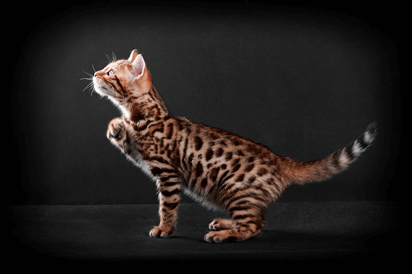 How to buy a Bengal kitten
