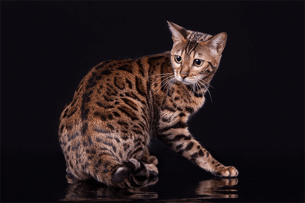 Cat Breed Information and Photos