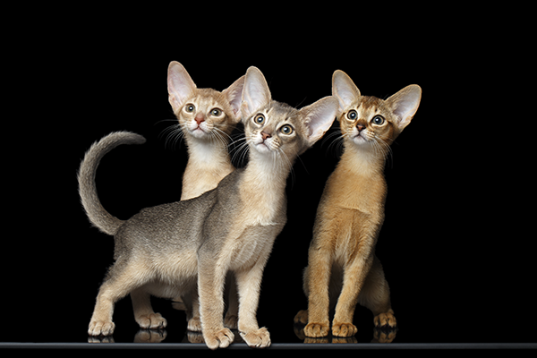 What color to buy an Abyssinian kitten